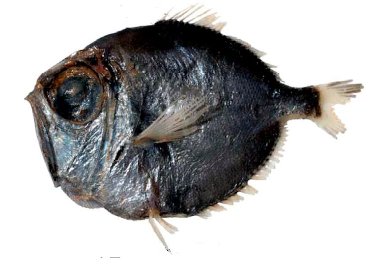 Diretmus argenteus_02